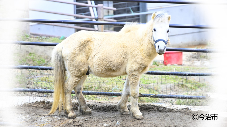芦毛の野間馬